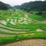 お田植え