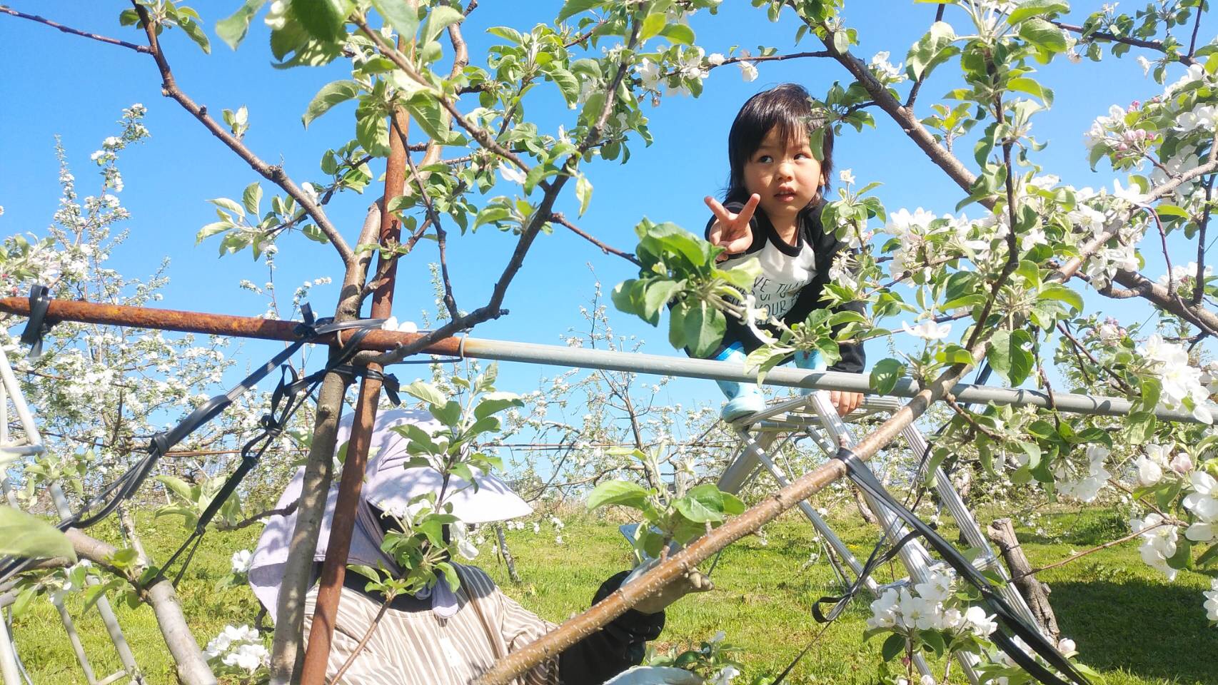 花が満開ですよ