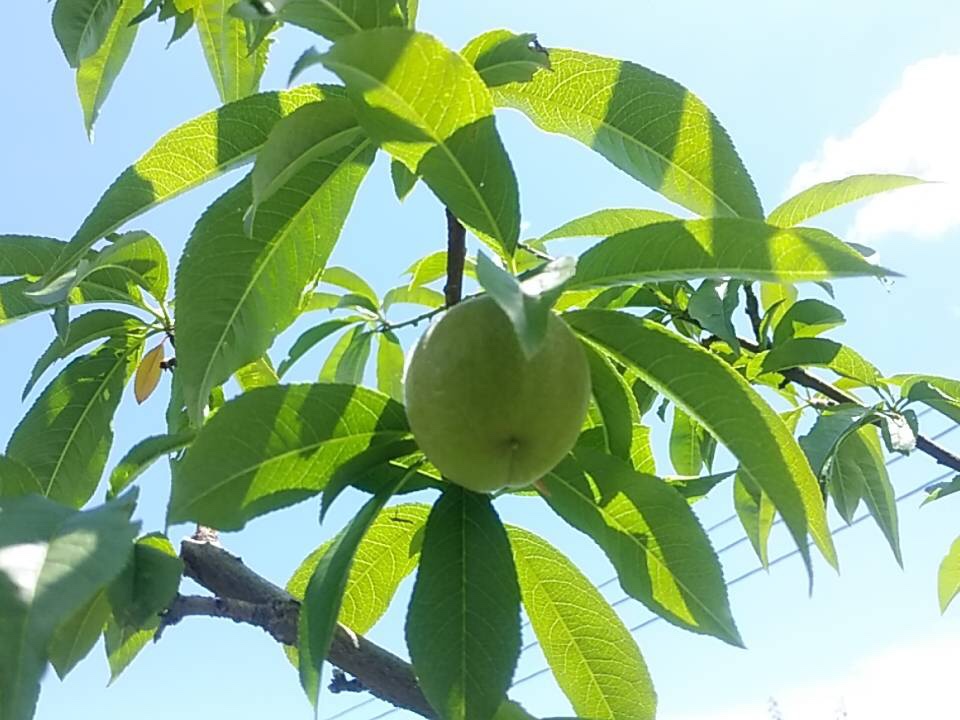 す桃も桃も桃のうち