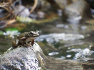 カジカガエル祭り