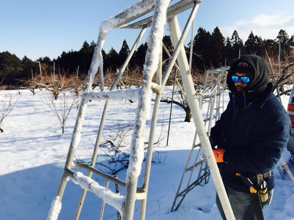 今日は桃の木の剪定です(^_^)