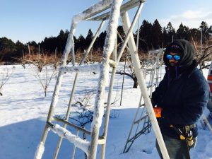 今日は桃の木の剪定です(^_^)