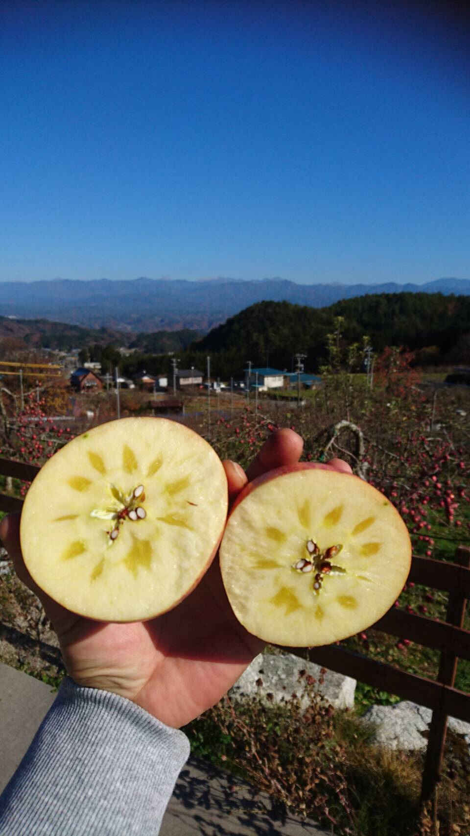 蜜がたっぷり サンふじ♩