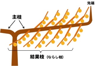 剪定と誘引を説明してみよう。